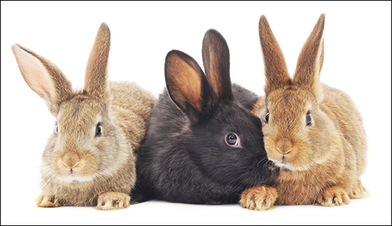 rabbits (© Anatolii/Fotolia)