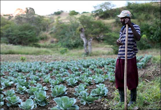 Farmer in Haiti with cabbages (Nicole McConvery/UUSC)