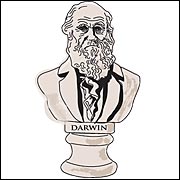 Darwin bust (Bob Delboy)