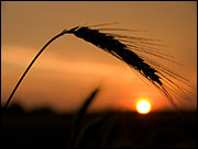 wheat with sunset (© luchshen/Fotolia.com)