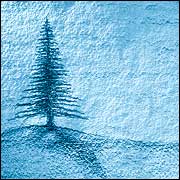 Pencil sketch of pine tree in winter (©iStockphoto.com/Luca di Filippo)