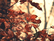 autumn leaves (@ Michael Sick/iStockphoto)